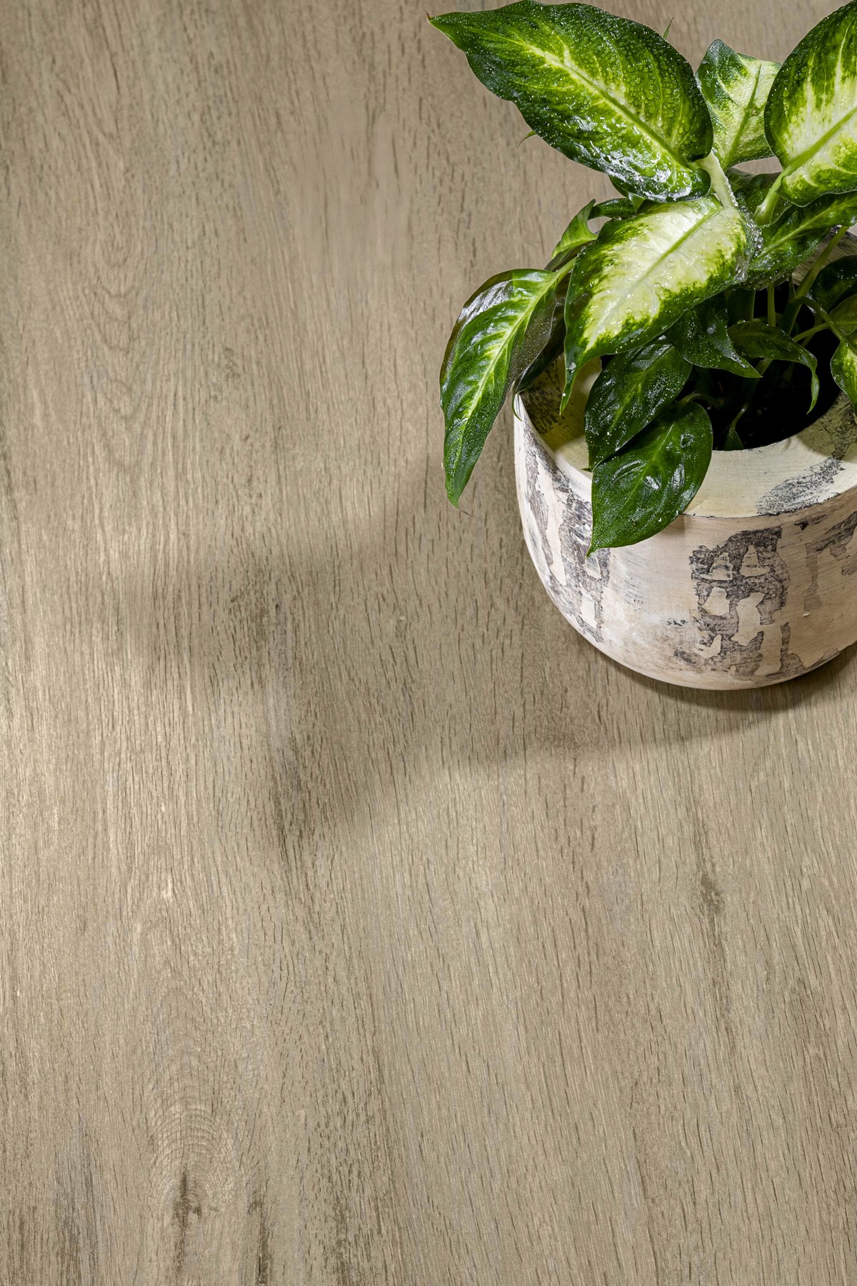 Ascale Boreal Sand — ภาพจากผู้ผลิต 2